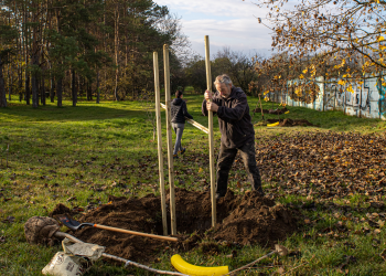 150 facsemete teszi zöldebbé Vácot