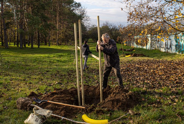 150 facsemete teszi zöldebbé Vácot
