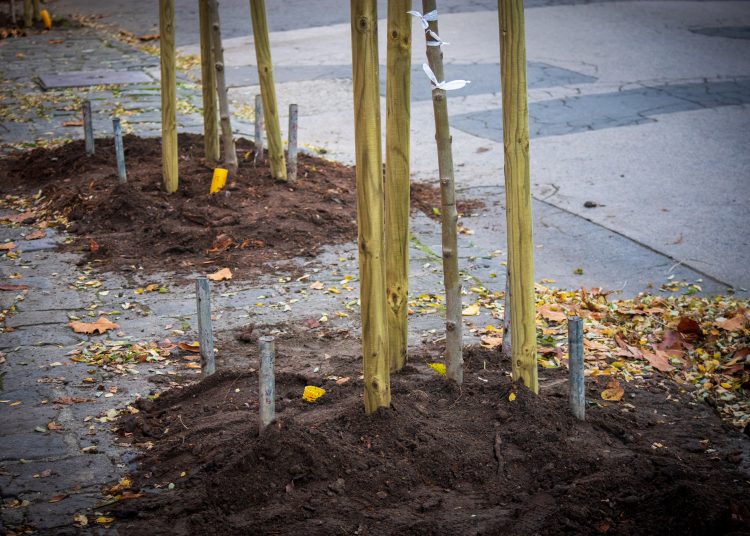 Idén november 10-11-én lesz a közösségi faültetés (képgaléria)