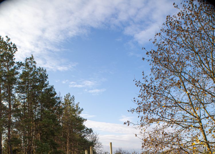 Idén november 10-11-én lesz a közösségi faültetés (képgaléria)