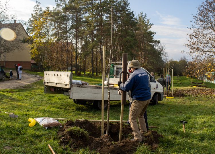 Idén november 10-11-én lesz a közösségi faültetés (képgaléria)
