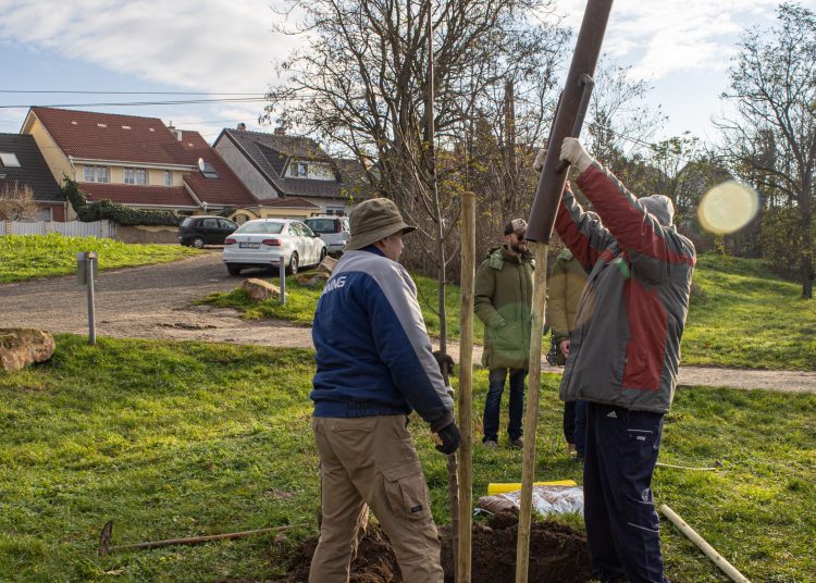 Idén november 10-11-én lesz a közösségi faültetés (képgaléria)