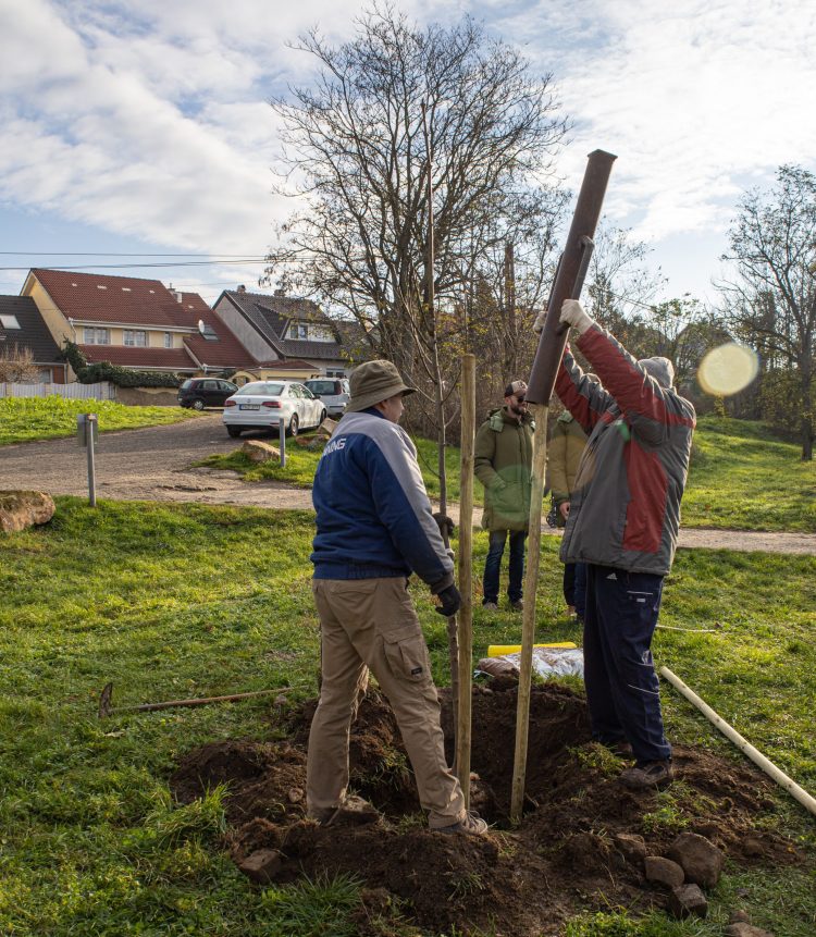 Idén november 10-11-én lesz a közösségi faültetés (képgaléria)