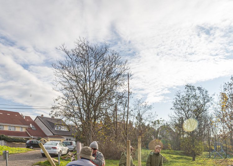 Idén november 10-11-én lesz a közösségi faültetés (képgaléria)