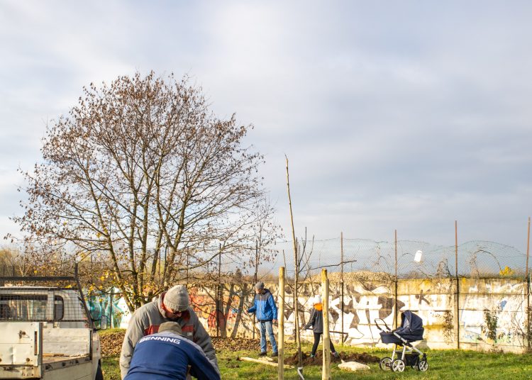 Idén november 10-11-én lesz a közösségi faültetés (képgaléria)