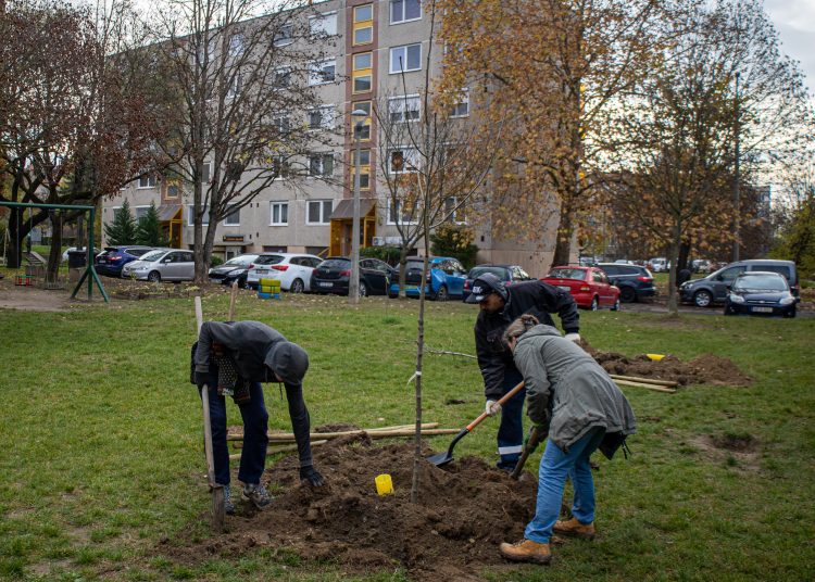 Idén november 10-11-én lesz a közösségi faültetés (képgaléria)