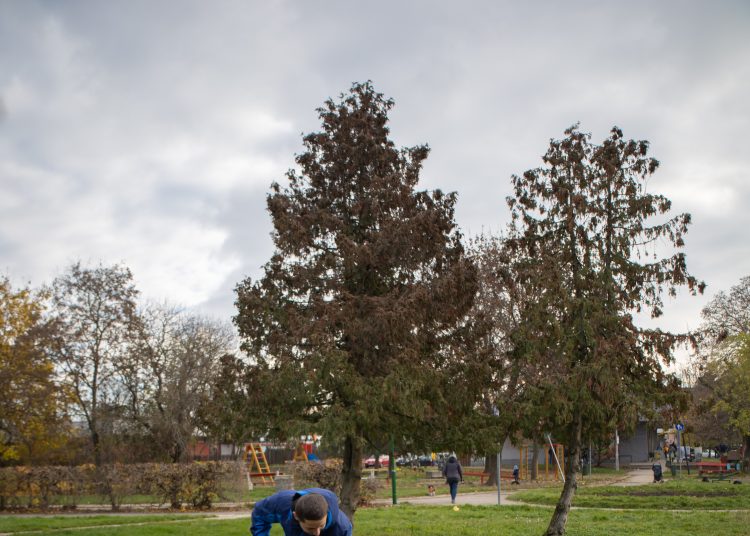 Idén november 10-11-én lesz a közösségi faültetés (képgaléria)