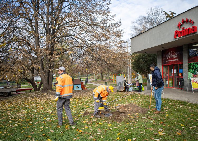 Idén november 10-11-én lesz a közösségi faültetés (képgaléria)