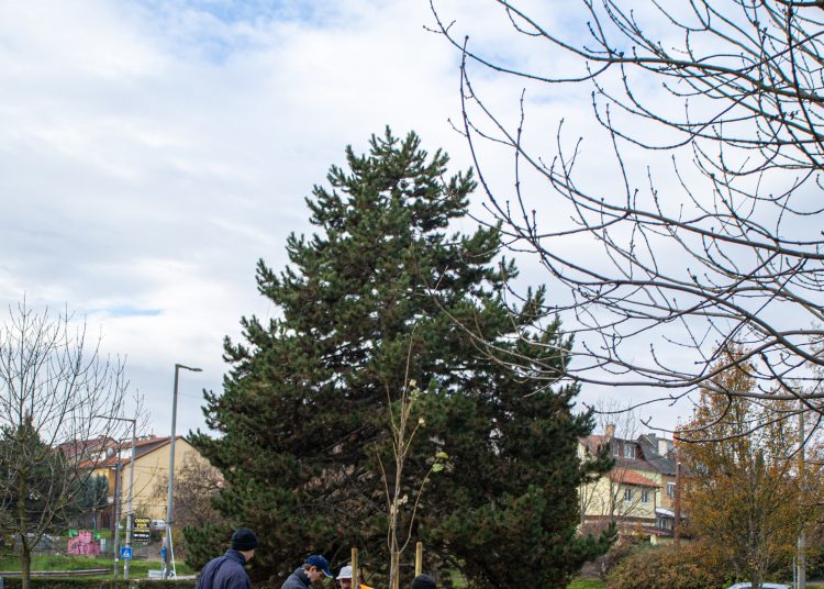 Idén november 10-11-én lesz a közösségi faültetés (képgaléria)