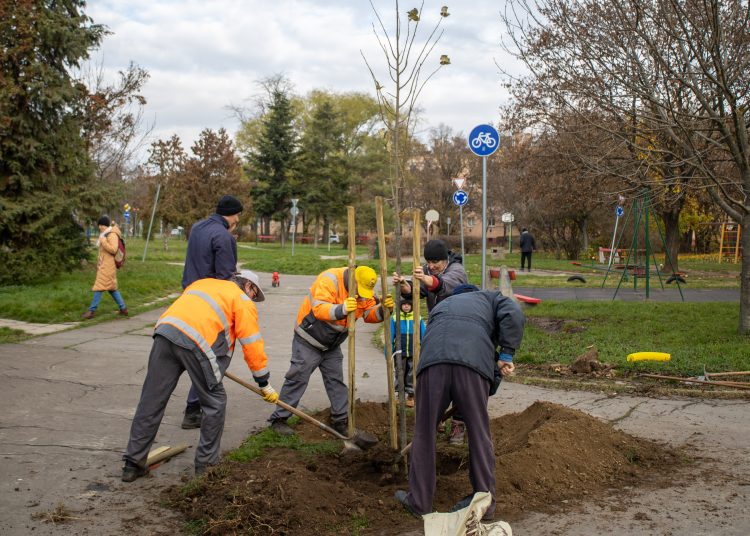 Idén november 10-11-én lesz a közösségi faültetés (képgaléria)
