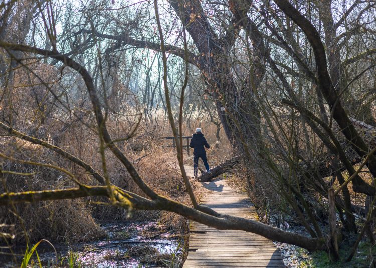 Újabb célozgatás a leromlott ártéri tanösvény miatt, a Fidelitas azt sugallja, az önkormányzat a felelős