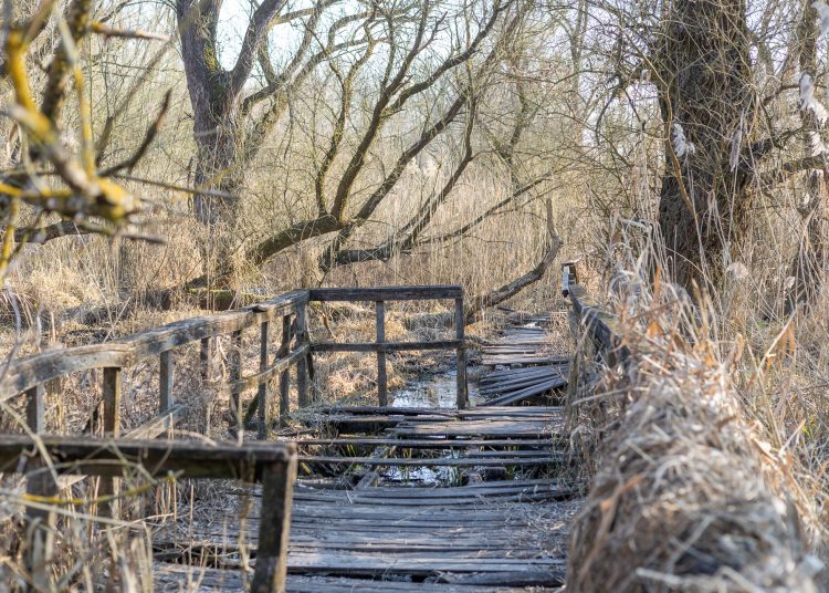 Újabb célozgatás a leromlott ártéri tanösvény miatt, a Fidelitas azt sugallja, az önkormányzat a felelős