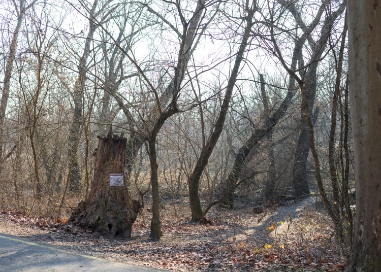 Újabb célozgatás a leromlott ártéri tanösvény miatt, a Fidelitas azt sugallja, az önkormányzat a felelős
