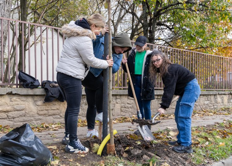 150 fát ültettek el Vácon két nap alatt