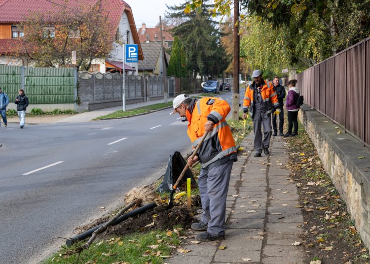 150 fát ültettek el Vácon két nap alatt