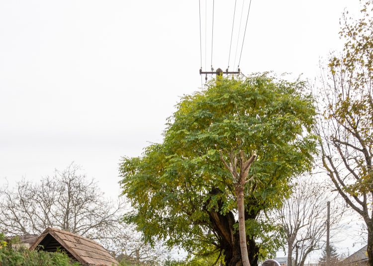 150 fát ültettek el Vácon két nap alatt