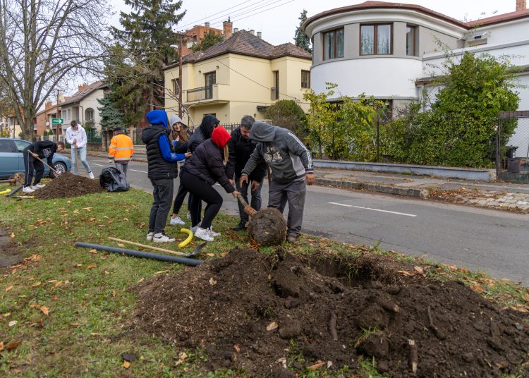 150 fát ültettek el Vácon két nap alatt