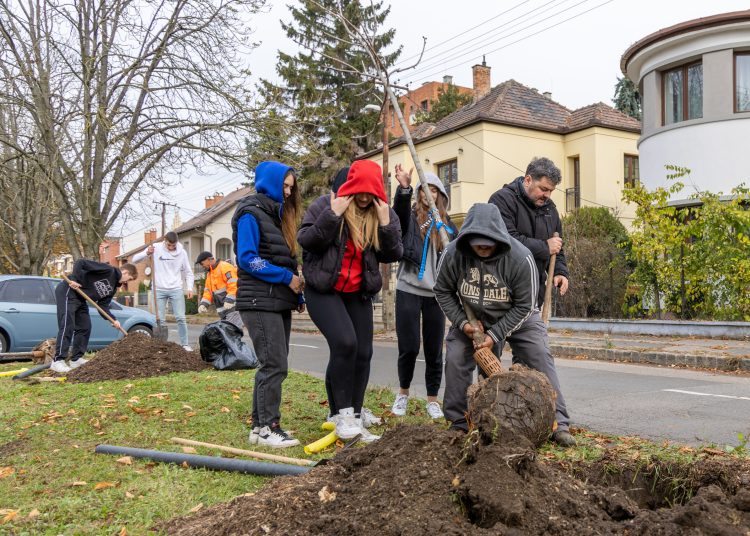 150 fát ültettek el Vácon két nap alatt
