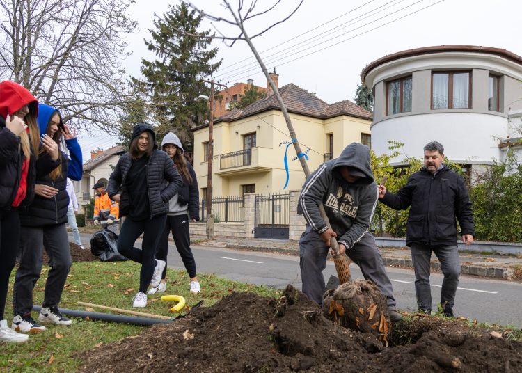 150 fát ültettek el Vácon két nap alatt