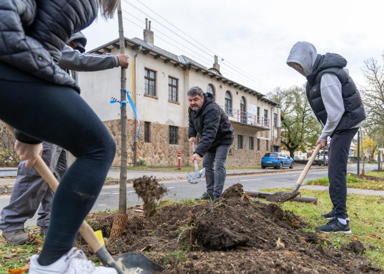 150 fát ültettek el Vácon két nap alatt
