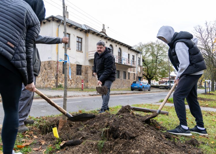 150 fát ültettek el Vácon két nap alatt