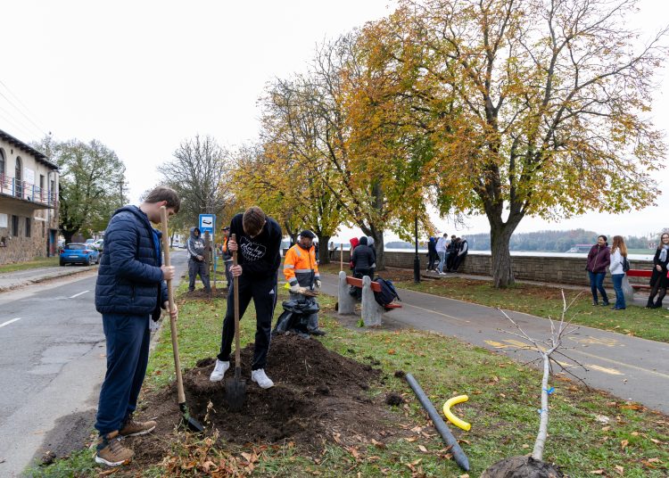 150 fát ültettek el Vácon két nap alatt
