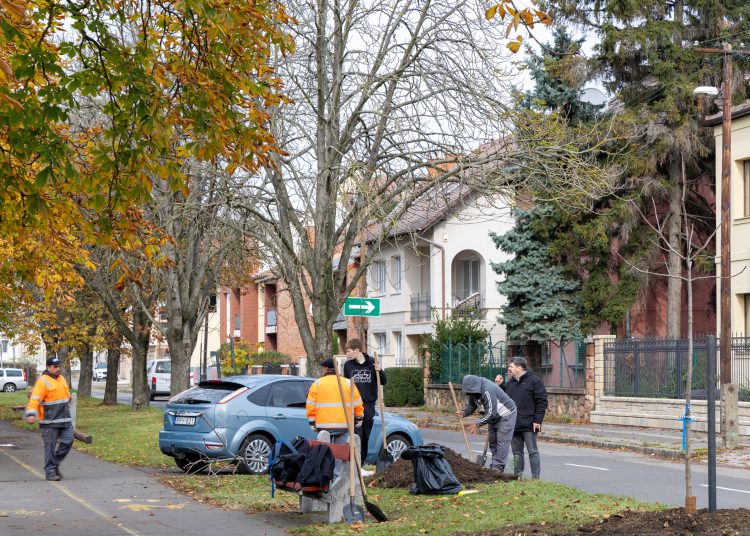 150 fát ültettek el Vácon két nap alatt