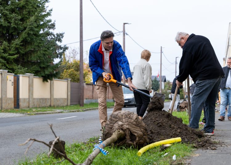 150 fát ültettek el Vácon két nap alatt