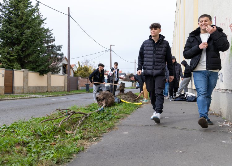 150 fát ültettek el Vácon két nap alatt