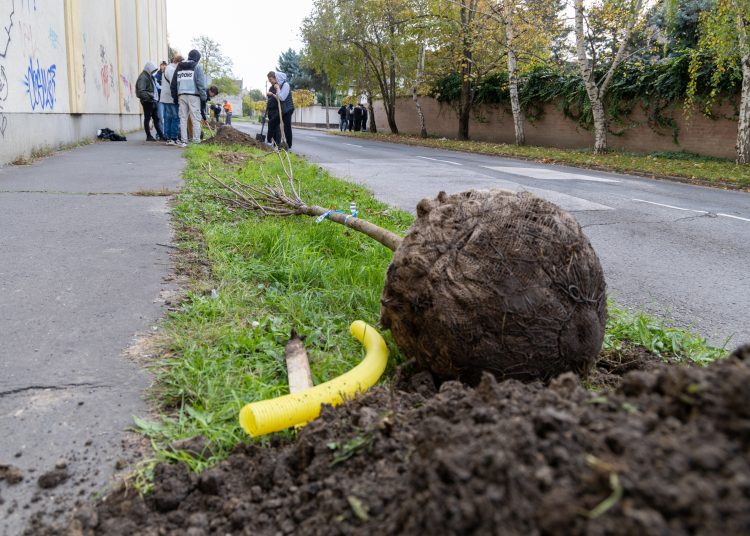 150 fát ültettek el Vácon két nap alatt