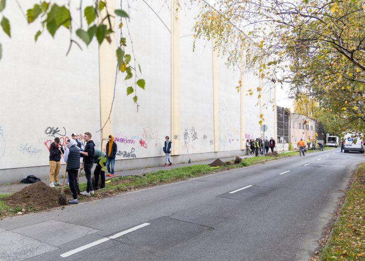 150 fát ültettek el Vácon két nap alatt