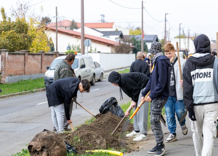 150 fát ültettek el Vácon két nap alatt