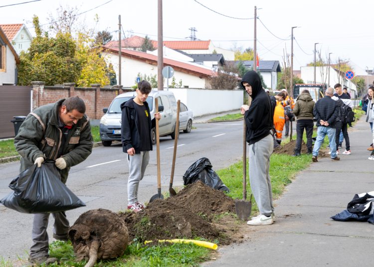 150 fát ültettek el Vácon két nap alatt