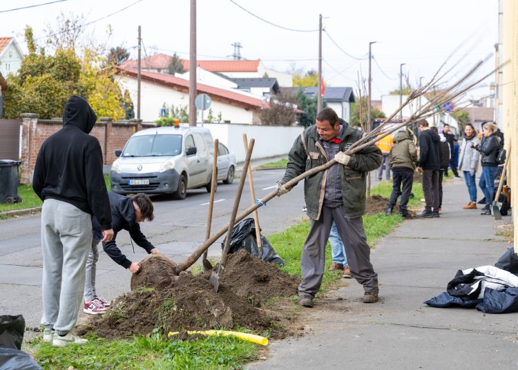 150 fát ültettek el Vácon két nap alatt
