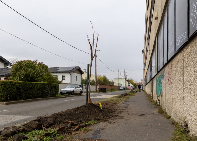 150 fát ültettek el Vácon két nap alatt