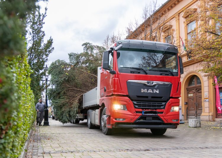 Megérkezett Vác karácsonyfája (képgaléria)