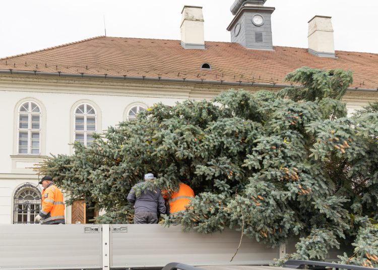 Megérkezett Vác karácsonyfája (képgaléria)