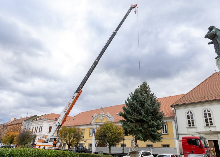 Megérkezett Vác karácsonyfája (képgaléria)