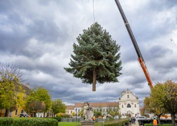 Megérkezett Vác karácsonyfája (képgaléria)