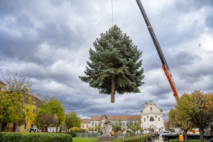 Megérkezett Vác karácsonyfája (képgaléria)