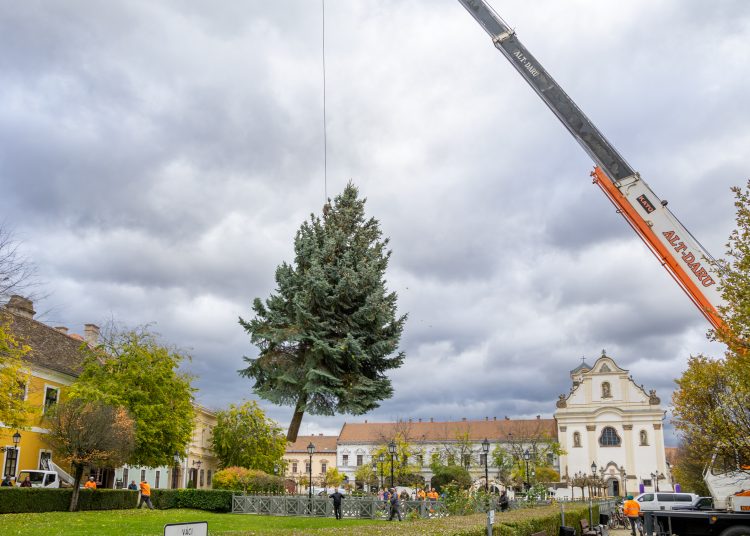 Megérkezett Vác karácsonyfája (képgaléria)