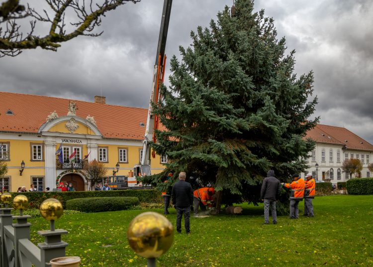 Megérkezett Vác karácsonyfája (képgaléria)
