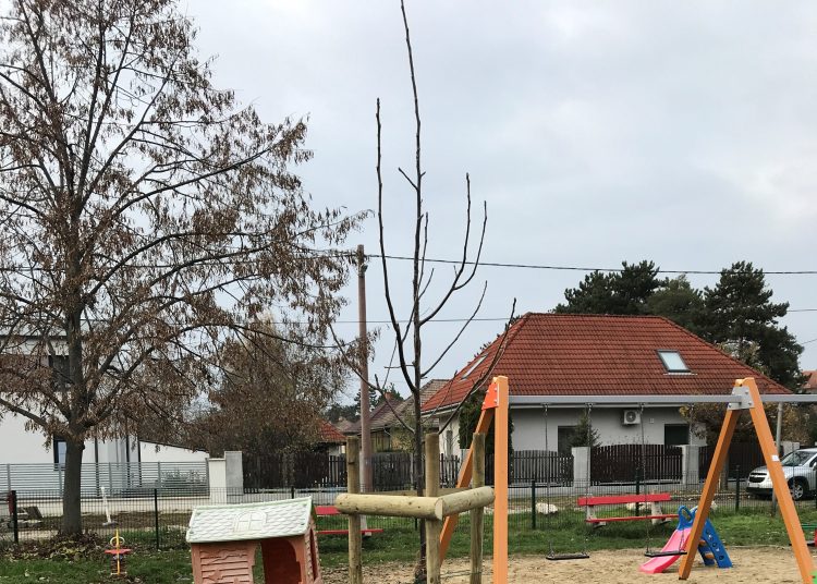 Idén november 10-11-én lesz a közösségi faültetés (képgaléria)