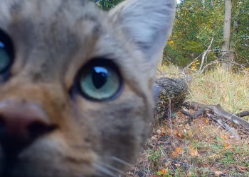 A Börzsöny legcukibb vadállatáról készült felvétel