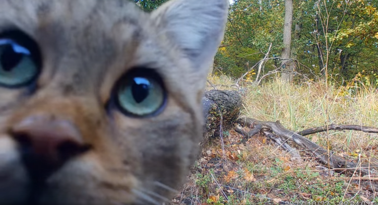 A Börzsöny legcukibb vadállatáról készült felvétel