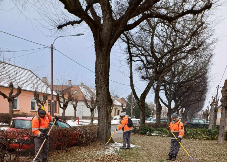 Tovább folytatta a lombtakarítást városszerte a Váci Városfejlesztő