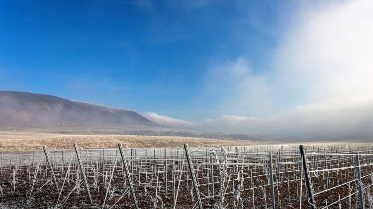 Agrometeorológia: szükség lenne a tartós hidegre