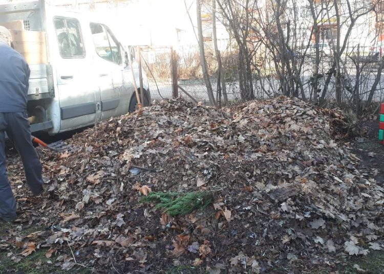 Képek: így zajlott a lombszállítás a váci intézményekből