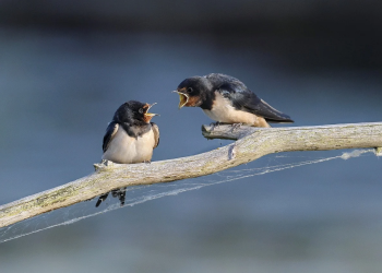 Közeleg a fecskevédelmi időszak