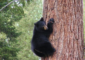 Mikor ébrednek téli álmukból a medvék?